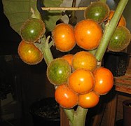 Fruits sur la plante.