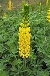 Lupinus densiflorus aureus.jpg