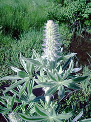 Lupinus leucophyllus (Woolly-leaf Lupin)