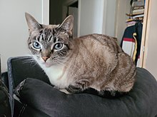 Tip-cat - Wikipedia