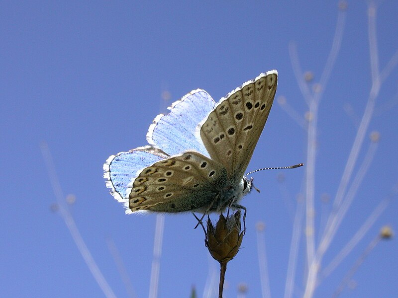 File:Lysandra bellargus M 3.jpg