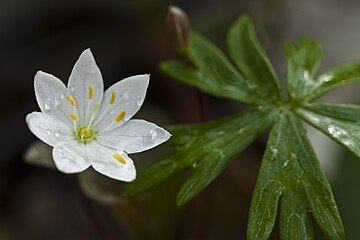 Lysimachia europaea