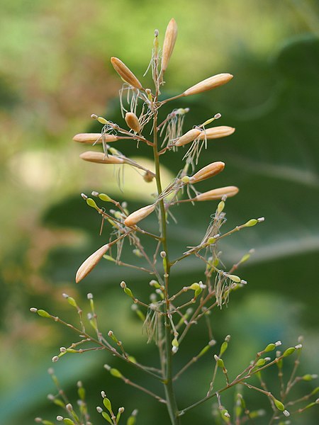 File:Macleaya cordata Bokkonia sercowata 2019-07-20 08.jpg