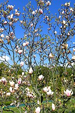Thumbnail for File:Magnolia × soulangeana 'San Jose' kz02.jpg