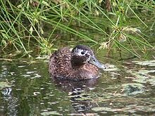 Male Laysan duck Male Laysan Duck.jpg