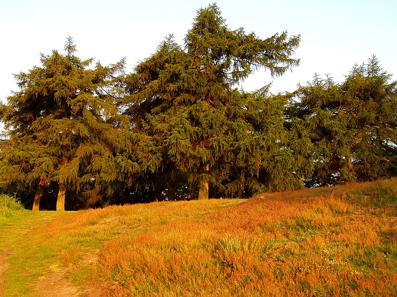 File:Malvern Hills - Detail at Sunrise.JPG