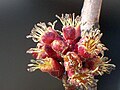 Maple flowers in spring.jpg