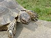 Closeup on a marginated tortoise