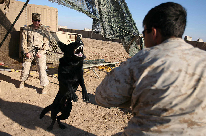 File:Marines canine unit training in Afganistan.jpg