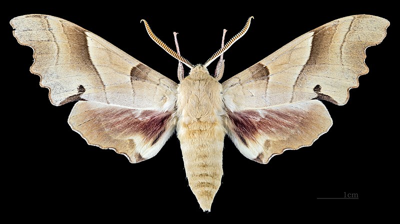 File:Marumba quercus MHNT CUT 2010 0 89 La Croix-Valmer Male dorsal.jpg