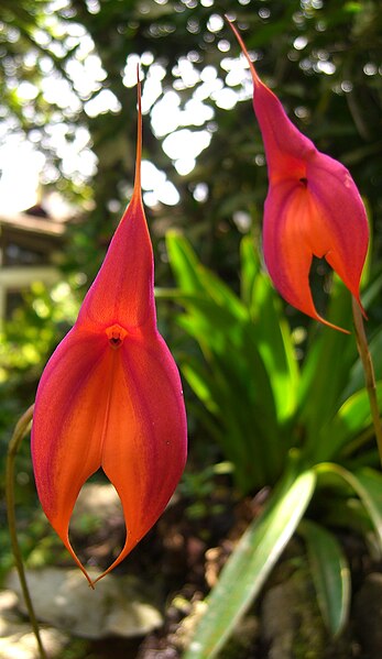 File:Masdevallia veitichiana (1).jpg