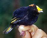 Gladiatormanakin (Masius chrysopterus)