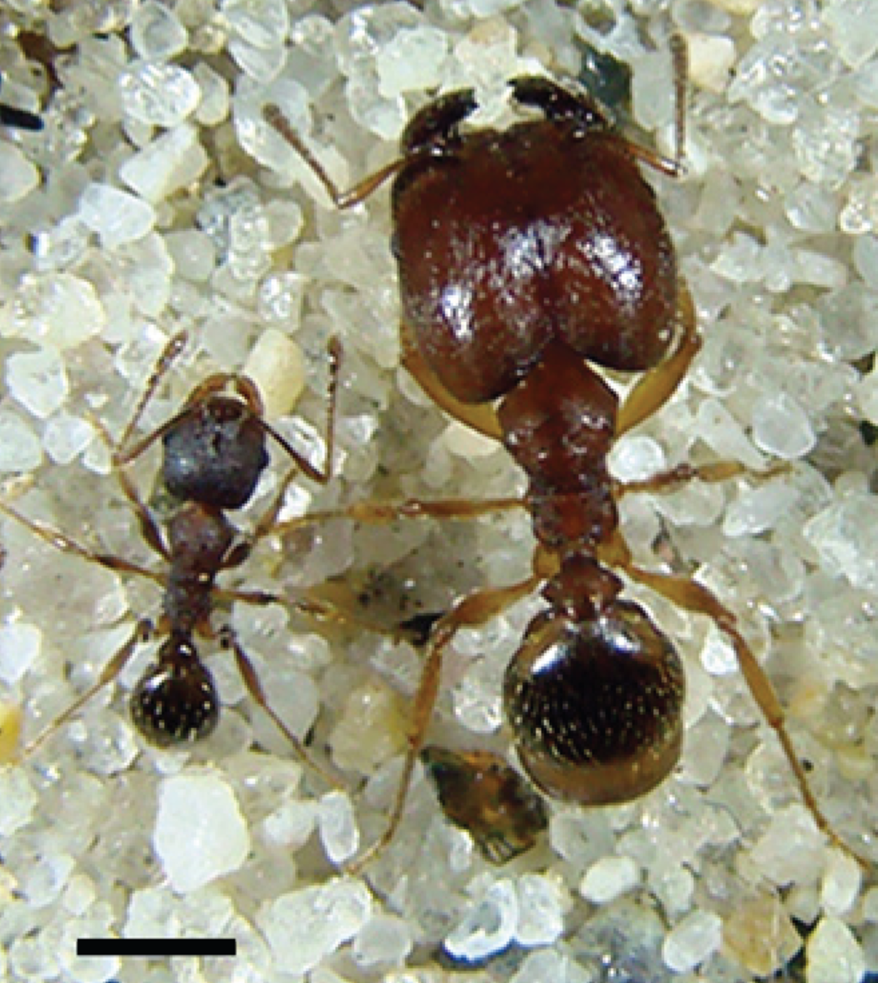 Pheidole harrisonfordi