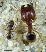 May 28: A minor and a major worker of the ant Pheidole pilifera. Scale bar: 1 mm.