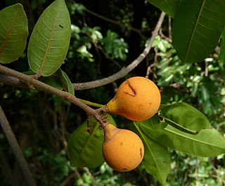 <i>Landolphia heudelotii</i> Species of plant