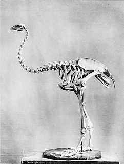 Upland moa Extinct species of bird