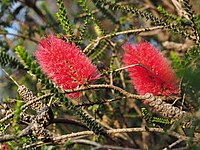 Melaleuca coccinea