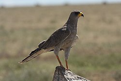 Melierax poliopterus -Serengeti, Tanzania-8.jpg