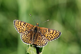 <span class="mw-page-title-main">Glanville fritillary</span> Species of butterfly