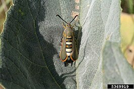 Melittia gloriosa