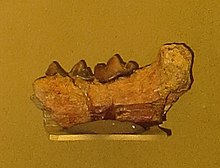 Mellivora benfieldi mandible.JPG