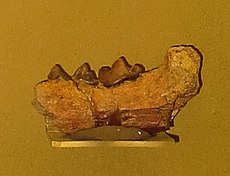 Mellivora benfieldi mandible.JPG