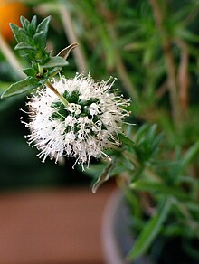 Fleur de Mentha cervina.jpg