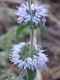 Menthe Pouliot: Histoire de la nomenclature, Description, Distribution et habitat