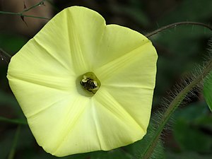 Grape-leaf Wood Rose (Merremia vitifolia)