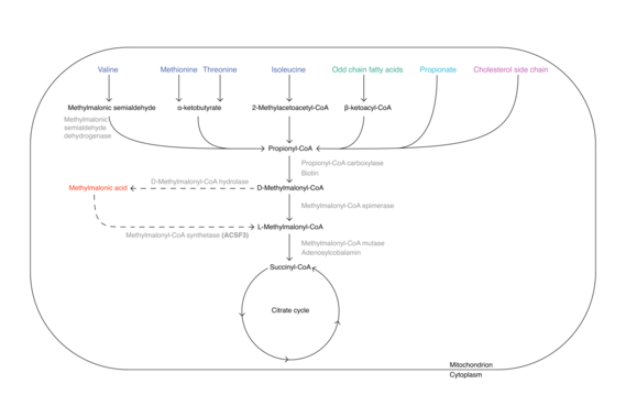 Mitochondrial methylmalonic acid synthesis Methylmalonic acid synthesis in mitochondrion.png