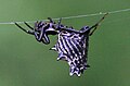 Micrathena gracilis.jpg