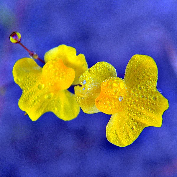 File:Micro-bladderwort (Utricularia subulata) (5555511196).jpg