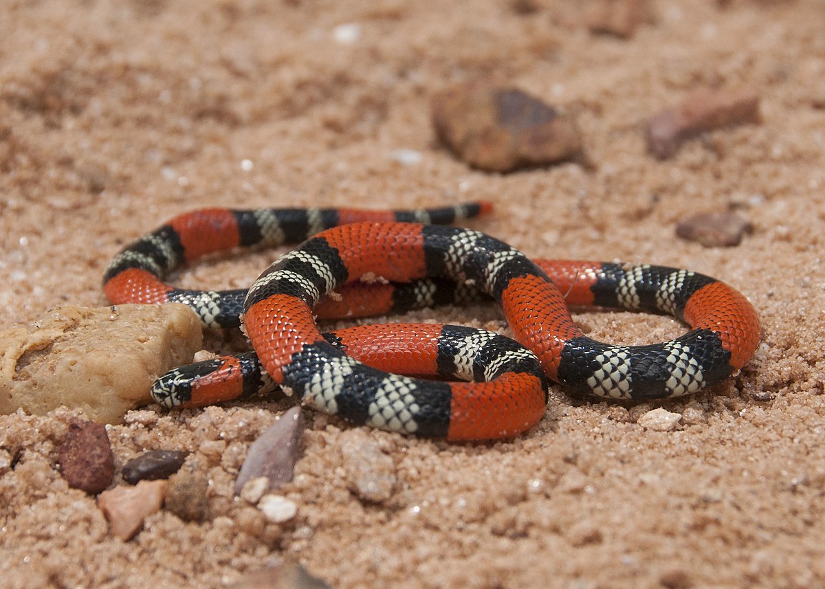 Micrurus frontalis  The Reptile Database