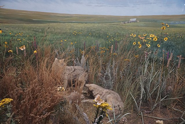 Cayler Prairie State Preserve - Wikipedia