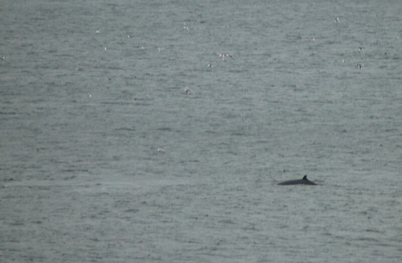 File:Minke Whale in Cape Bay.jpg