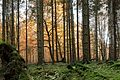 * Nomination Arnsberg Forest Nature Park --Wikimatze 16:16, 17 September 2016 (UTC) * Decline Insufficient quality. Too much blown branches in the sky area, some overexposed ferns. --W.carter 22:21, 17 September 2016 (UTC)