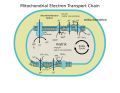 Mitochondrial electron transport chain (annotated diagram).svg