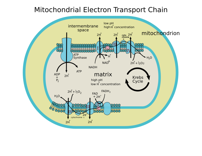 File:Mitochondrial electron transport chain (annotated diagram).svg