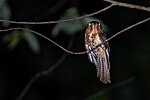 Thumbnail for Moluccan owlet-nightjar