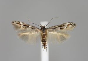 Mompha sturnipennella, male