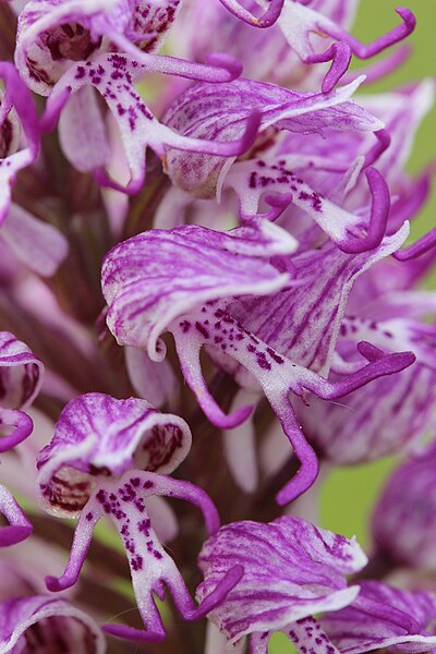 File:Monkey Orchid - Orchis simia (13956438278).jpg