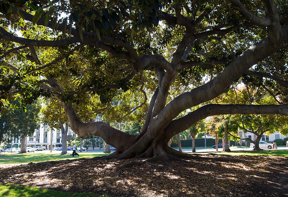 Moreton Bay fig tree, Balboa Park, 2016-10