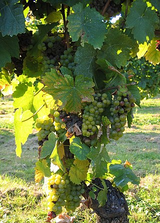 <span class="mw-page-title-main">Morio Muscat</span> Variety of grape