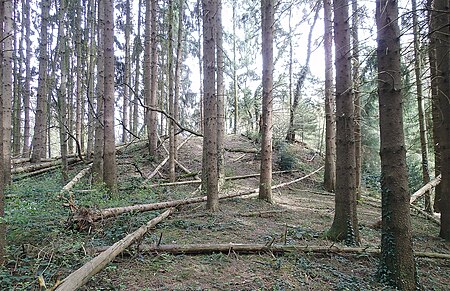 Motte Beienburg Forsbach