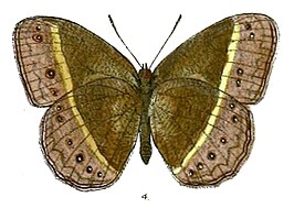 Mycalesis mamerta