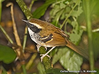 <span class="mw-page-title-main">White-bibbed antbird</span> Species of bird