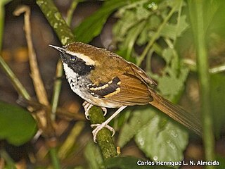 White-bibbed antbird species of bird