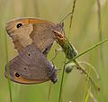 * Nomination Two mated Meadows Brown, Loire. --MirandaAdramin 21:54, 18 June 2017 (UTC) * Promotion Nice job here. F8 worked fine for this one. PumpkinSky 11:18, 19 June 2017 (UTC)