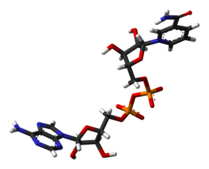 نیکوتین‌آمید آدنین دی‌نوکلئوتید