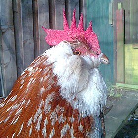 Cabeza de gallo barbudo turingio leonado blanco puntiagudo